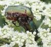 Cetonia aurata